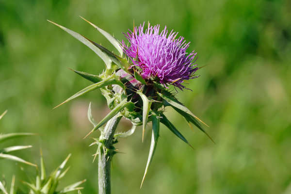 Blessed Thistle Plant and Flower