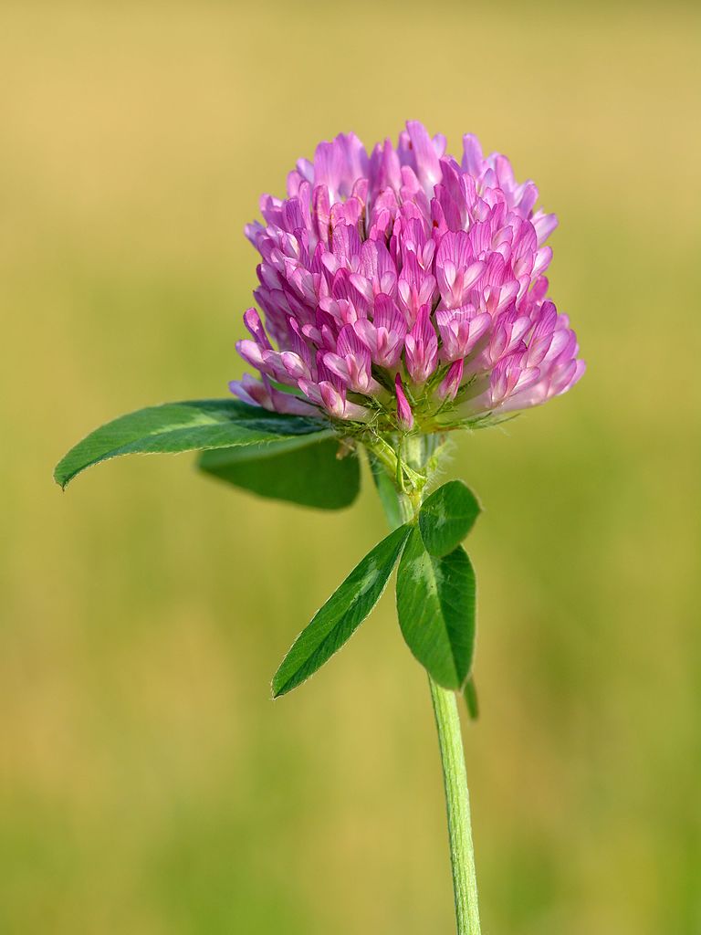 red-clover-crane-acupuncture-holistic-medicine